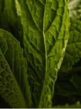 Load image into Gallery viewer, Pura Green Tea Citrus
