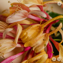 Load image into Gallery viewer, Pura Honey Suckle

